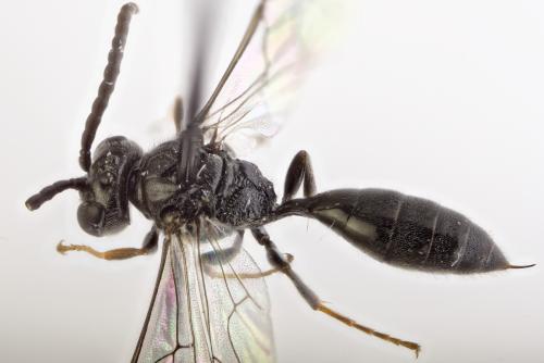Psenulus concolor